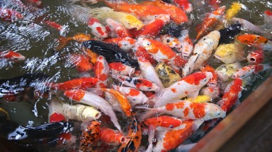  Uống cà phê giữa hồ cá Koi tiền tỉ ở Sài Gòn