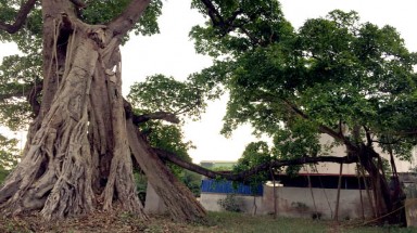  Thêm 5 cây cổ thụ của 3 tỉnh, thành phố được công nhận là Cây Di sản Việt Nam