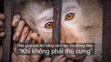 Khỉ không phải thú cưng