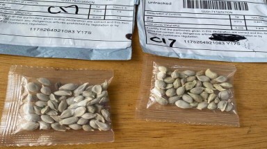  Vì sao hạt giống bí ẩn từ Trung Quốc gây ngờ vực ở Mỹ?