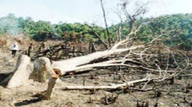 Bình Thuận: Bắt giam trạm trưởng bảo vệ rừng