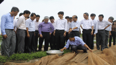  Sinh sản nhân tạo giống cá lăng chấm, cá anh vũ