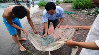 Hà Nội: Bắt cá giữa đường ở tòa nhà cao nhất Việt Nam