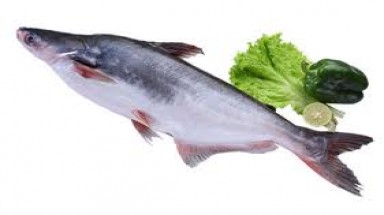 Cần hỗ trợ người nuôi cá tra 
