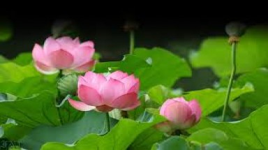 Hiệu quả kinh tế cao từ trồng cây sen