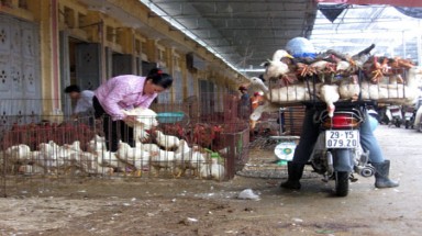  Phát hiện nhóm virus cúm gia cầm mới
