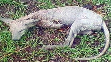  Xôn xao vì phát hiện "quái vật hút máu" Chupacabra