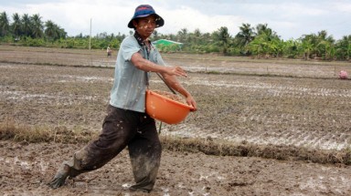   Lúa giống Trung Quốc chỉ để làm... bánh