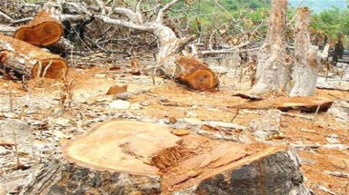   Đắk Lắk: Con phó giám đốc vườn quốc gia phá rừng