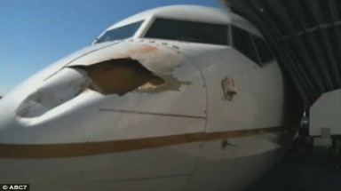  Chim đâm thủng mũi máy bay Boeing 737