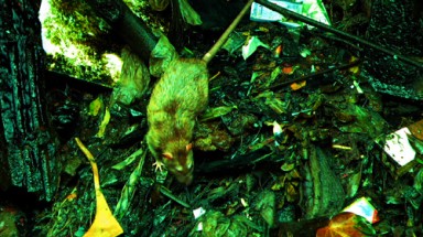 Sống chung với chuột
