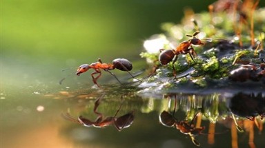 Đẹp ngỡ ngàng với thế giới côn trùng trong mưa