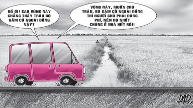  Quảng Bình: Trâu, bò ra đồng ăn cỏ phải đóng phí