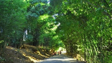  Nhớ lũy tre làng