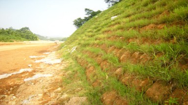  Phạt đại diện nhà thầu Trung Quốc trồng cỏ lạ trái phép