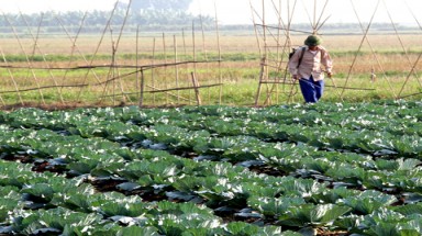  Nước tỏi làm thuốc trừ sâu?