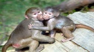  Thịt khỉ rẻ hơn thịt lợn