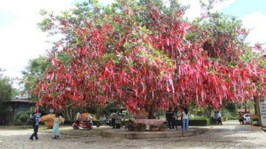  Lạ kỳ cây "hút" tình nhân ở Đà Lạt