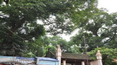  Hai cây muỗm chùa Phổ Minh trở thành cây di sản