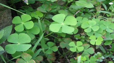  Rau bợ, dược liệu quý