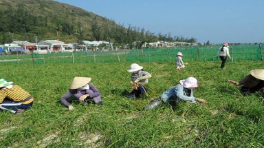  Người trồng tỏi Lý Sơn gặp khó