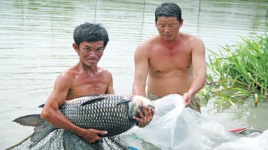  Cứu tinh của cá hiếm