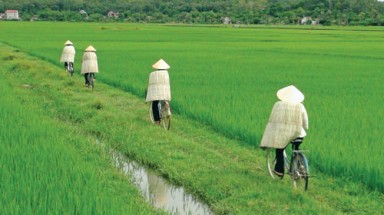  Làng tơi Yên Lạc