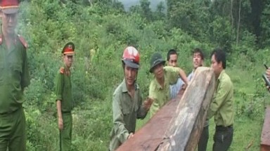  Mai phục kiểm lâm bằng bẫy chông