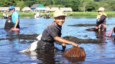  Cả ngàn người lao xuống bàu nước "tắm bùn"bắt cá
