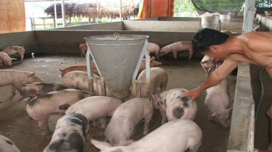  Sử dụng chất tạo nạc, màu cho heo, gà: Tác hại vô lường