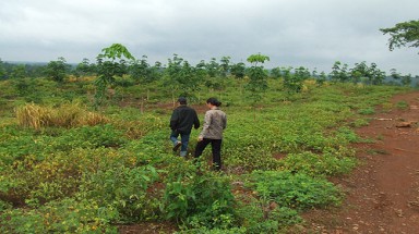  Doanh nghiệp thao túng đất rừng