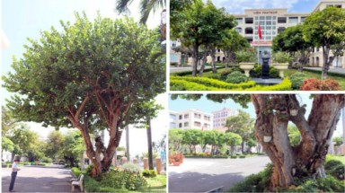  Hội BVTN&MT Khánh Hoà được giao nhiệm vụ lập hồ sơ đề xuất Cây Di sản liên quan đến Bác sỹ Yersin