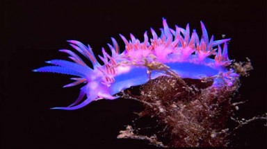   Rực rỡ sắc màu sên biển 