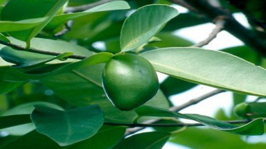  Bứa và Bụp giấm có phải là cây thuốc?