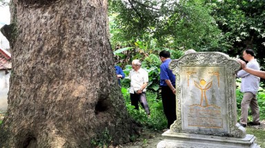 Hội BVTN&MT Việ Nam cử chuyên gia về Bắc Giang tư vấn chữa bệnh cho Cây Di sản