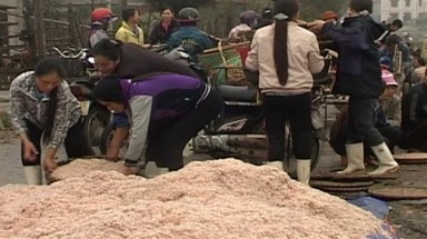  Kiên Giang: khoảng 15.000 dân bị ô nhiễm  do chế biến hải sản 