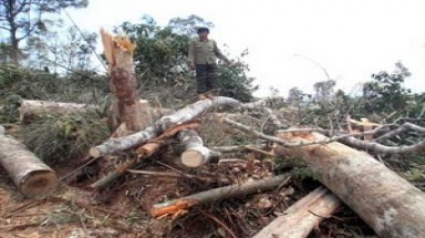  Thống nhất 5 giải pháp để bảo vệ rừng Tây Nguyên