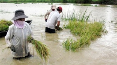  Lũ sông Cửu Long đang lên nhanh