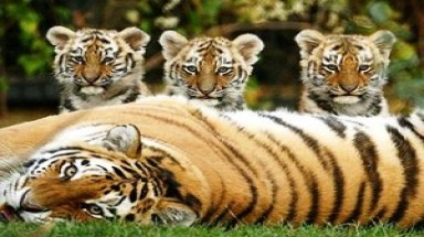  Nâng cao nhận thức cộng đồng về nạn buôn bán ĐVHD