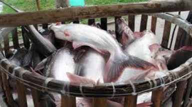  Hơn 102 tỷ đồng quy hoạch vùng nuôi cá da trơn
