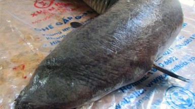  Bắt được ”thủy quái” dài 2m, nặng 22kg trên sông Lam