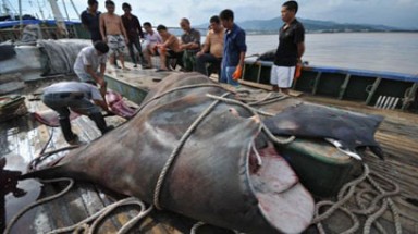 Bắt được cá đuối nặng hơn 1 tấn