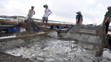  BRVT: Trúng nước độc, cá bè chết hàng loạt