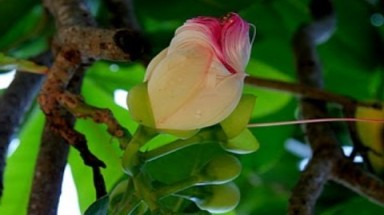  Bàng vuông 100 tuổi nở muộn trên đảo Lý Sơn