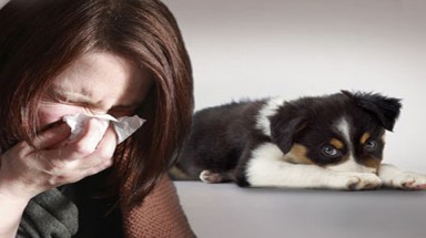  Giun đũa chó có thể gây mù cho người?