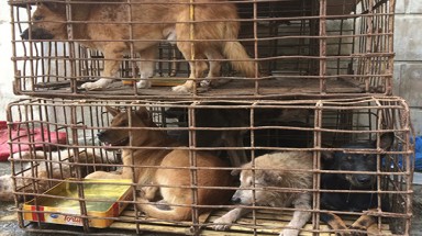  Hà Nội muốn người dân bỏ thói quen ăn thịt chó