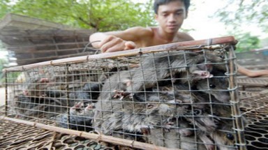    1kg chuột = 3kg cá tra