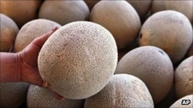  Mỹ: 16 người chết vì dưa lưới nhiễm khuẩn
