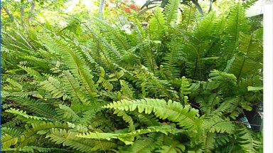 Cây dương xỉ làm thuốc, làm rau