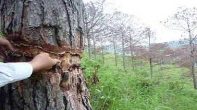   Nguy cơ xóa sổ rừng thông vì khai thác ẩu ?